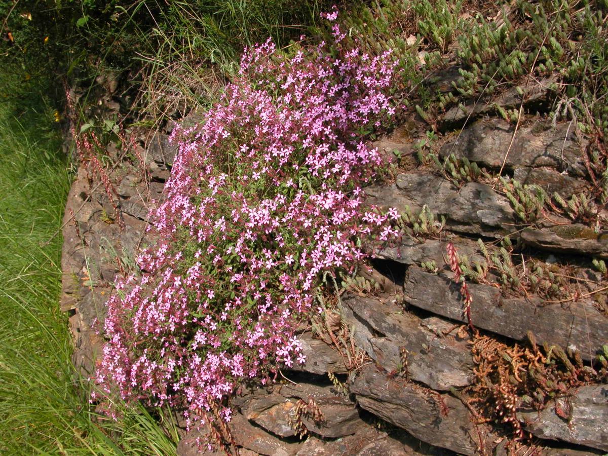 Soapwort, Rock plant